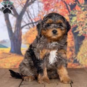 Luca, Mini Bernedoodle Puppy